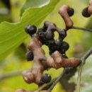 나무뿌리한의원 이미지