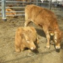 봄이네 농장 이미지