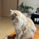 프린세스 캣 이미지