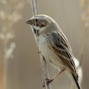 【검은머리쑥새】 "Common Reed Bunting" 이미지