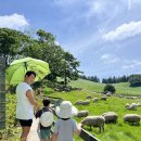 풍요목장 | 아이들과 강원도 여름휴가 가볼 만한 곳 : 대관령 양떼목장 산책 코스부터 양 먹이주기 체험까지!