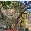 꽃피는산골민박 이미지