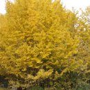 은행나무 펜션 이미지