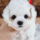 퍼피루시드 이미지