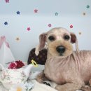 털찐강아지 이미지