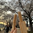대구 벚꽃 명소 &#39;지저동 벚꽃길&#39; 벚꽃 터널 산책로 현황