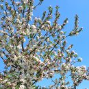 사과꽃향기 이미지