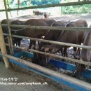 성환엘크사슴농장 네이버블로그
