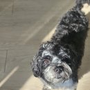 케니애견돌봄센터 이미지