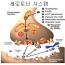 마음을 조절하는 신경전달물질 세로토닌의 역할 이미지