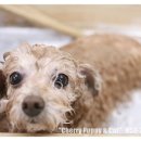 퍼피앤캣 이미지