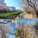 학장천 | 부산 벚꽃 숨은 명소 ‘학장천’｜조용한 벚꽃길 산책 후기