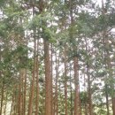 상관편백숲 쉼터 이미지