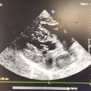 태백동물병원 이미지