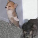 육미촌 네이버블로그