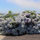 돌담당구장 이미지