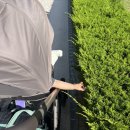 로맨스정자 | [경기_파주] 아기랑 파주 가볼만한 곳, 벽초지수목원 솔직후기!