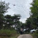 의성산약초