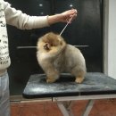LOVELY POM Daum카페