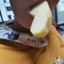 부사 사과 건조 칩 만들기 *낙산골농장 좋은 부사사과 고르는 법, 사과말랭이
