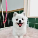 뽀송이 멍살롱 이미지