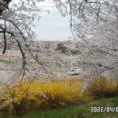 청주 무심천 벚꽃 이미지