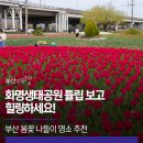 낙동강관리본부 화명생태공원 4 | 부산 봄꽃 나들이 명소 추천, 화명생태공원 튤립 보고 힐링하세요!