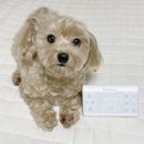 핑크노이즈 | 강아지 분리불안 증상 완화 애끼누 백색소음기 훈련 후기