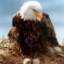 독수리 이미지