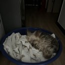 참 조은 훈이네 강아지 | 강아지 지루성피부염 약용샴푸 터미덤포밍샴푸 효과 내돈내산 개쩌는 리얼 후기 지루성 피부염 관리방법