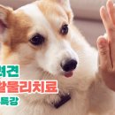 차지우동물병원 이미지