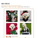 놀러오개 애견유치원 애견호텔 에버랜드점 이미지