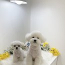 하리몽 이미지