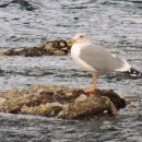 기아대교 이미지