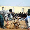 Fall in dog 이미지