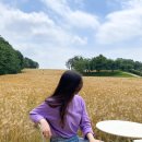6592 | 당진 청보리밭 카페 카페피어라 + 사진찍기 좋은 곳