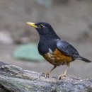 Black-breated Thrush 이미지