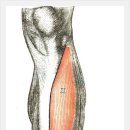 전경골근[Tibialis Anterior] 이미지