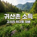 아래마찔경로당 | 고사리, 취나물 재배로 소자본 귀산촌 성공? 10년차 전문가의 현실 조언