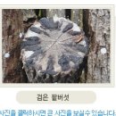 전원주택에서 표고버섯재배하기(1) 이미지