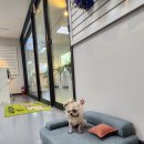 닥터장 동물의료센터 이미지