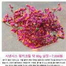 나를 위한 힐링 선물 생화 직배송 주문 후기(2) - 농라 꽃드림 팜팜