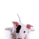 바우와우 이미지