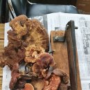 영지건강백세 이미지