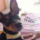 꽃순이PC 이미지