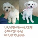 강변애견미용호텔 이미지