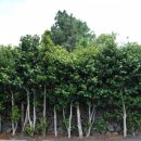 안성리 마을회관 이미지