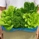 샐러드와 이미지