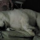 개아나유 이미지