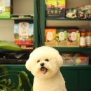 미용하개, 놀다가개 이미지